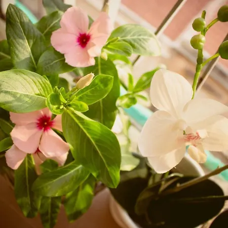 Un Posto Al Sole Lägenhet Syrakusa